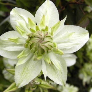 Clematis florida 'Plena'