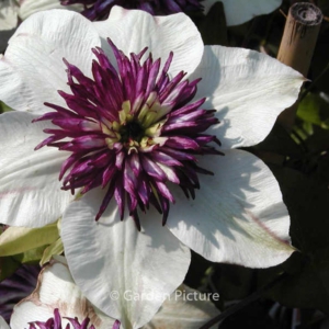 Clematis florida 'Bicolor'