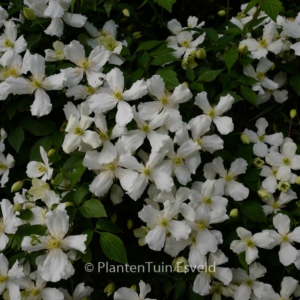 Clematis montana 'Alba'