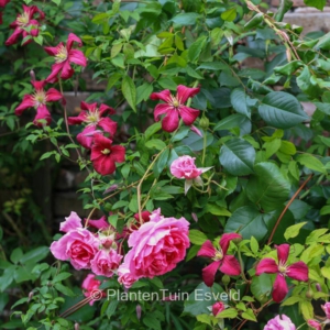 Clematis 'Kermesina' HORT