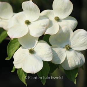 Cornus kousa 'Celestial'