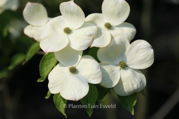 Cornus kousa 'Celestial'