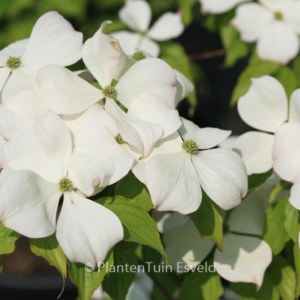 Cornus 'Stardust'