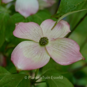 Cornus 'Stellar Pink'