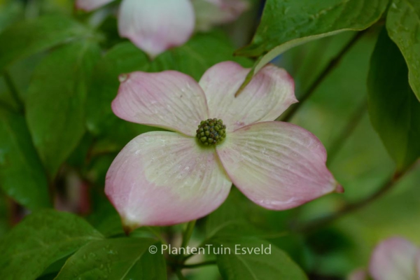 Cornus 'Stellar Pink'