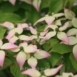 Cornus kousa 'Pink Dwarf'