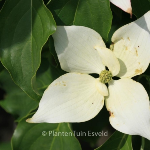 Cornus kousa 'Galiliean'