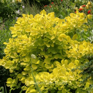 Cotinus coggygria 'Golden Spirit'