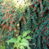 Cotoneaster microphyllus 'Cochleatus'