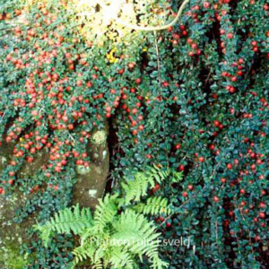 Cotoneaster microphyllus 'Cochleatus'