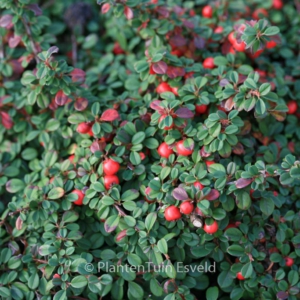 Cotoneaster microphyllus 'Streib's Findl