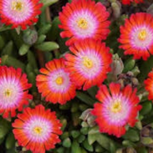 Delosperma cooperi 'Jewel of Desert Gren