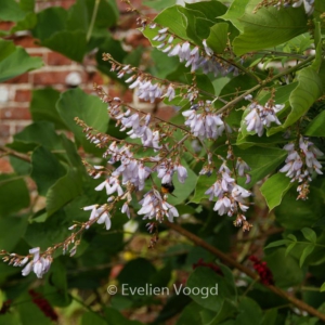 Desmodium tiliifolium