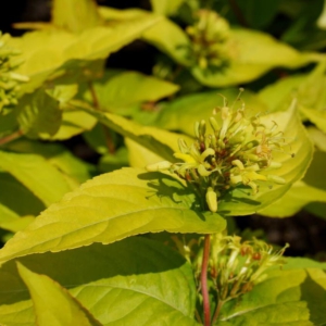 Diervilla rivularis 'Honeybee'