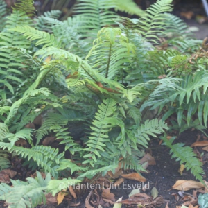 Dryopteris atrata