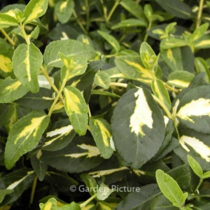 Euonymus fortunei 'Blondy'