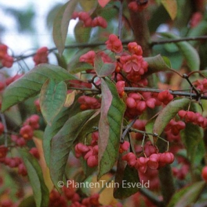 Euonymus hamiltonianus hians