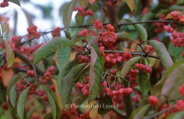 Euonymus hamiltonianus ssp. yedoensis