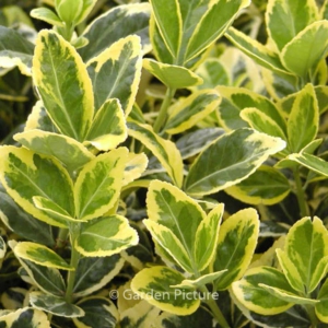 Euonymus japonicus 'Marieke'