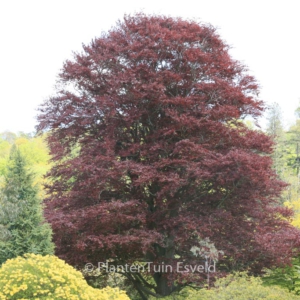 Fagus sylvatica 'Latifolia Purpurea'