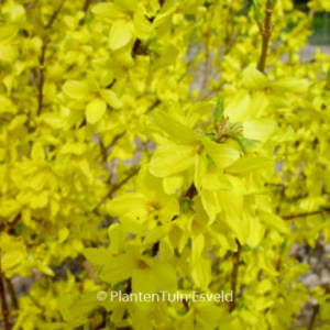 Forsythia intermedia 'Minigold'