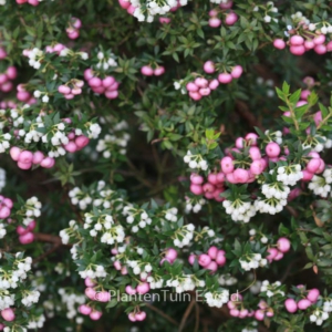 Pernettya mucronata 'Stag River'