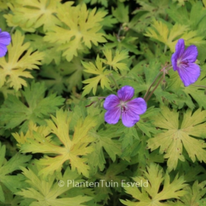 Geranium 'Blue Sunrise'