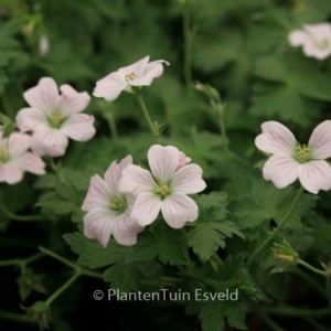 Geranium 'Dreamland'