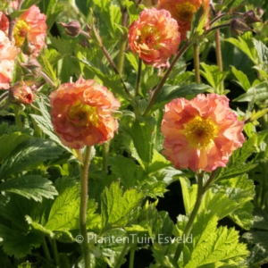 Geum 'Mai Tai'