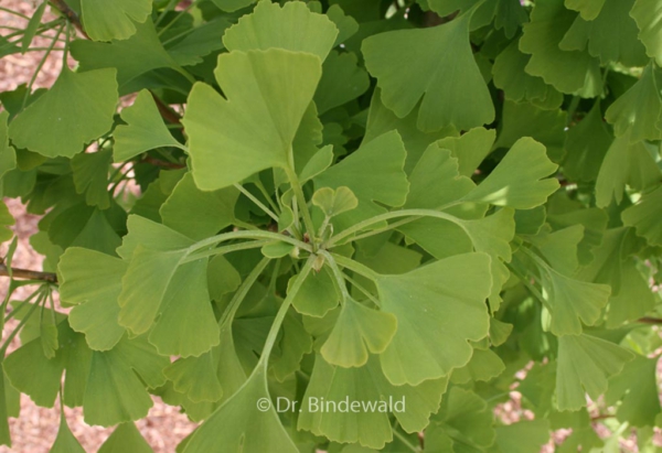 Ginkgo biloba 'Fastigiata Blagon'