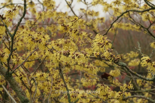 Hamamelis mollis 'Pallida'