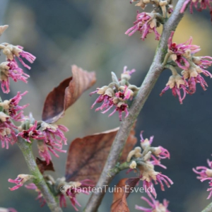 Hamamelis vernalis 'Purple Seedling'