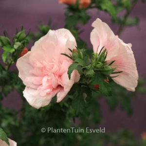 Hibiscus syriacus 'Pink Chiffon'