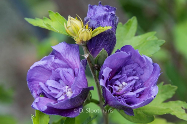 Hibiscus syriacus 'Blue Chiffon'