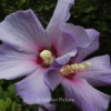 Hibiscus syriacus 'Bluebird'