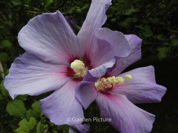 Hibiscus syriacus 'Bluebird'