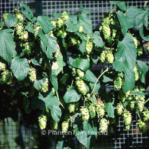 Humulus lupulus 'Prima Donna'