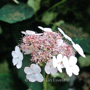 Hydrangea hemsleyana