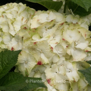 Hydrangea macrophylla 'Caipirinha'