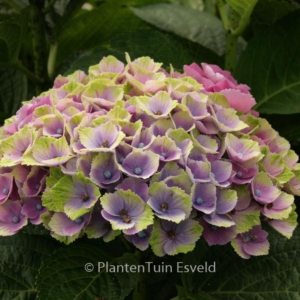 Hydrangea macrophylla 'Magical Amethyst'