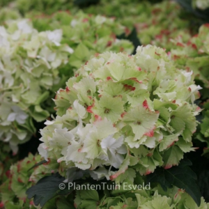 Hydrangea macrophylla 'Magical Jade'