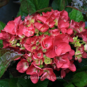 Hydrangea macrophylla 'Brunette'