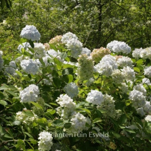 Hydrangea macrophylla 'Jumbo'