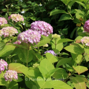 Hydrangea macrophylla 'Endless Summer'