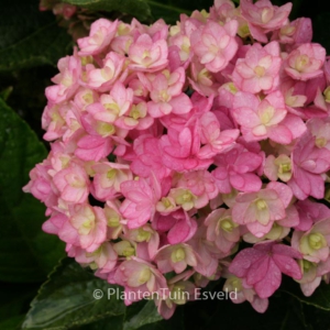 Hydrangea macrophylla 'Tougether'