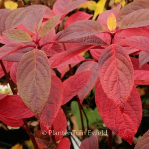 Hydrangea paniculata 'Early Sensation'