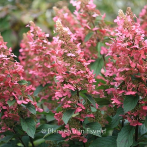 Hydrangea paniculata 'Pinky Winky'