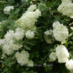 Hydrangea paniculata 'Dart's Little Dot'