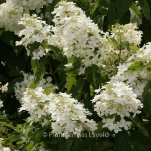 Hydrangea paniculata 'Starlight Fantasy'