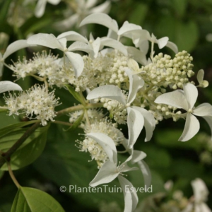 Hydrangea paniculata 'Great Star'